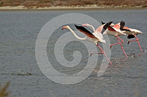 three flamingo