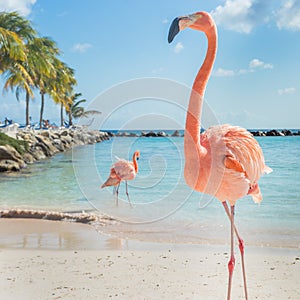 Three flamingos on the beach