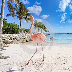 Three flamingos on the beach photo