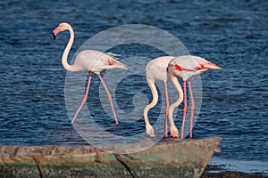 Three flamingos in a Camargue\'s pond