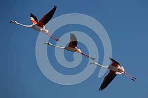Three flamingos in flight