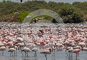 Three flamingos landing in a lake while other many of them on the water