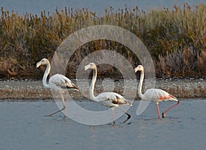 Three flamingos in the marsh