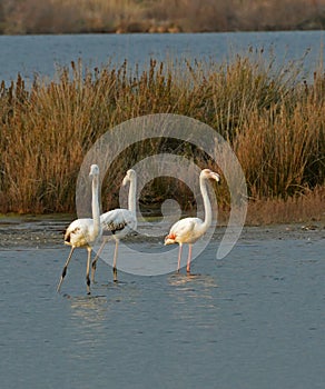 Flamingos at sunset