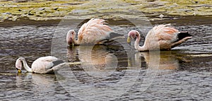 Three 3 flamingos in a shalow lake in Bolivia with reflection in water photo