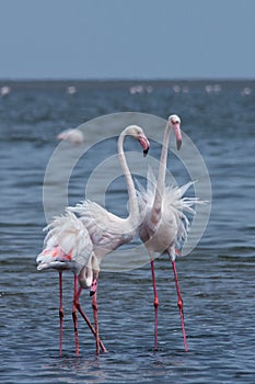 Three Flamingos Standing in Sea, Walvis Bay, Namibia
