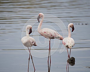 Three Flamingos standing in water, one sideview, one frontview, one backview