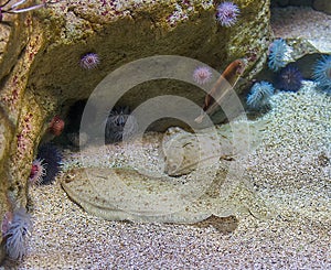 Three flat sole fishes Common Sole Solea solea burying in sand on sea bottom.