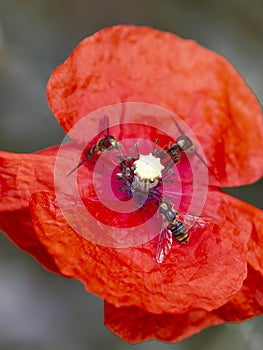 Three flies on a poppy flower