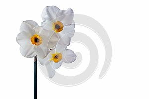 Three flower heads of daffodil on one stalk isolated on white background