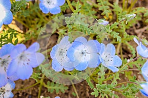 Three of flower purple and white Nemophila spring flower