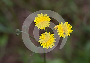 Three flowerheads of Smooth Hawksbeard