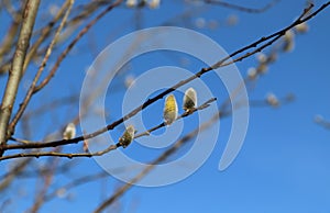 Three flowering male catkins from a goat willow tree Salix caprea. Flowering branch of pussy willow in the spring forest