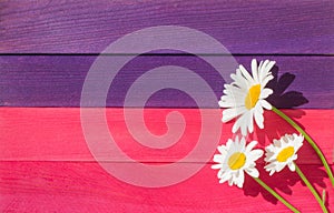 Three flowers of a camomile on a wooden background