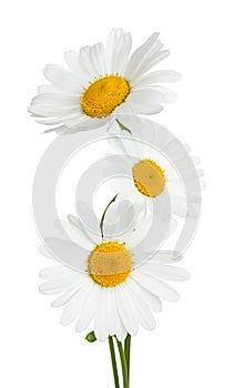 Three flowers of chamomile isolated on a white background