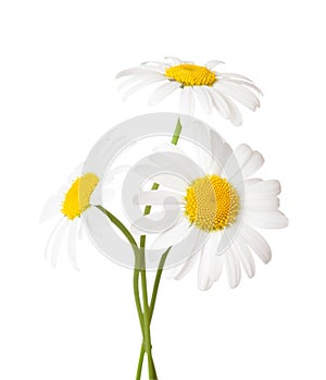 Three flowers of Chamomile  Ox-Eye Daisy  isolated on a white background photo