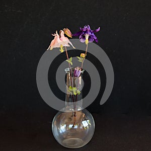 Three flowers of columbines in a glass vase against a black background - stillife