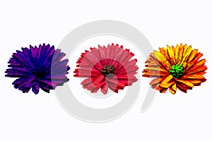 Three flowers of different colors on white background for decoration.