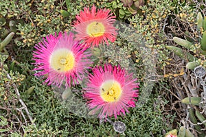 Three flowers of the Elandsvy