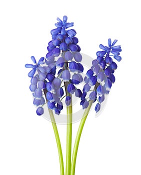 Three flowers of Grape Hyacinth isolated on white background
