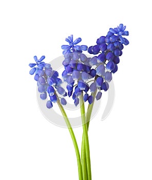 Three flowers of Grape Hyacinth isolated on white background