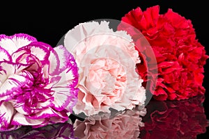 Three flowers heads of carnation Dianthus isolated on black background, mirror reflection