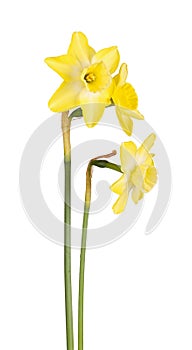 Three flowers of a jonquil cultivar isolated on white