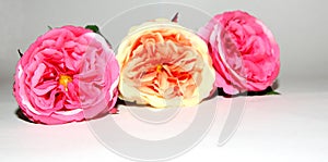 Three flowers of love