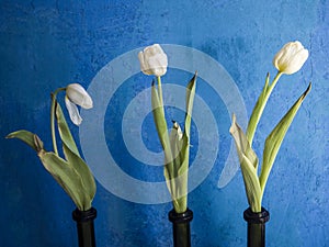 Three flowers in the neck of green bottles.