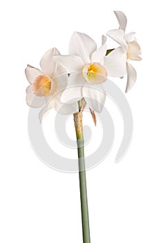 Three flowers of a pink and white jonquil isolated