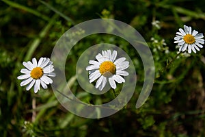 Real chamomile, echte Kamille