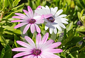 Three flowers, summer flowerbed, sunny day