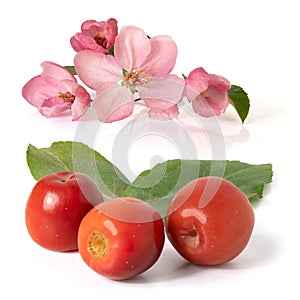 Three flowers and three fruits of the paradise apple tree. Full depth of field.