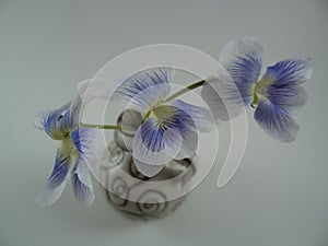 Three flowers of Viola sororia f. priceana