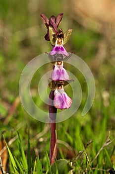 Three flowers of Wild orchid Anacamptis collina in a column photo