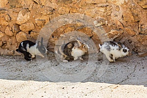 Three fluffy bunnies run along the wall in the shelter. Rabbits are small mammals in the family Leporidae of the order Lagomorpha photo