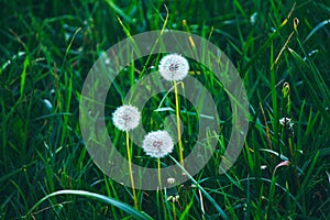 Three fluffy dandelions on a background of green grass