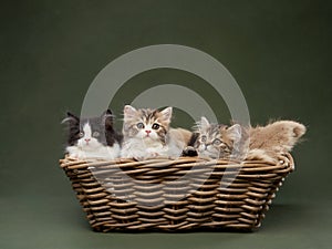 Three fluffy kittens in a basket on green canvas background. Fluffy Longhair Scottish cat
