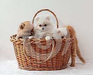 Three fluffy Pomeranian puppies two white and one sable color sit in a basket behind a red striped kitten climbs into the basket photo