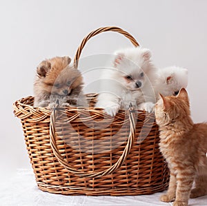 Three fluffy Pomeranian puppies two white and one sable color sit in a basket next to a red tabby kitten and looks at the puppies photo