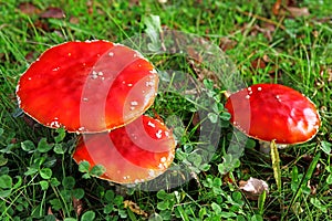 Three fly agaric (Amanita muscaria)