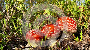 Three Fly agaric is growing in summer boreal woodland.
