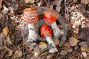 Three fly agaric mushrooms in the forest