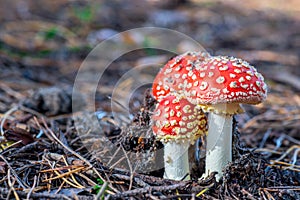 Three fly agarics on a forest cannon