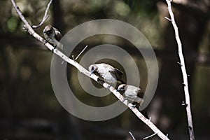 Three flycatchers on a branch