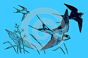 Three flying barn swallows hirundo rustica on a blue background