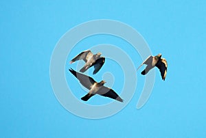 Three flying Blue pigeons