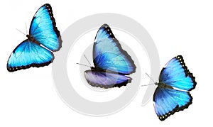 Three flying bright male blue morpho butterfly isolated on white background. photo