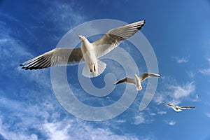 Three Flying Seagulls In The Air