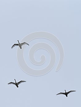 Three flying swans and sky low angle view